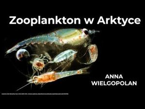 Zooplankton w Arktyce - Anna Wielgopolan, Wszechnica FWW