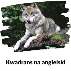 KNA: Lekcja 281 (zwierzęta w lesie), Szymon Marciniak