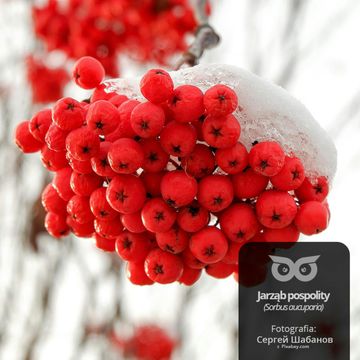 [26] Dlaczego jarzębina robi się czerwona? [Blizejlasu.pl] audiobook, Daniel Mróz