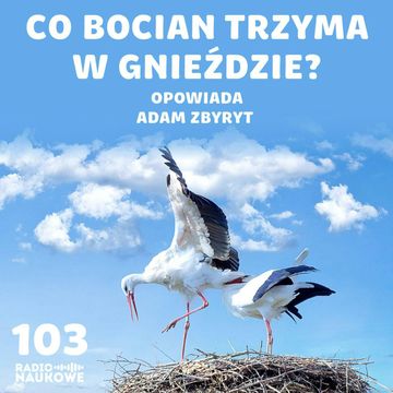 #103 Bociany - wszystko co chcieliście i czego wolelibyście o nich nie wiedzieć | Adam Zbyryt audiobook, Karolina Głowacka