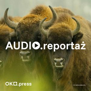 Odstrzał, mięso, regulacja. Kto chce polować na żubry? [BEZBRONNE], OKO.press