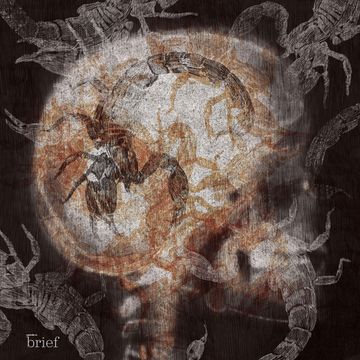 Brief #67 – Fake newsy, legalizacja narkotyków na świecie i tajemniczy chruścielowiec białogardły audiobook, Outride.rs