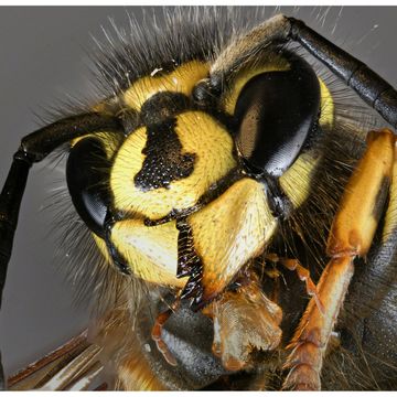 [Q&A 01] Czy osy mają żądła? No i czy lwom jest gorąco w ich grzywach? audiobook, Daniel Mróz