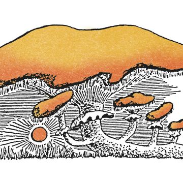 Doktór Grzyb (Maria Hawranek) audiobook, Kwartalnik Przekrój