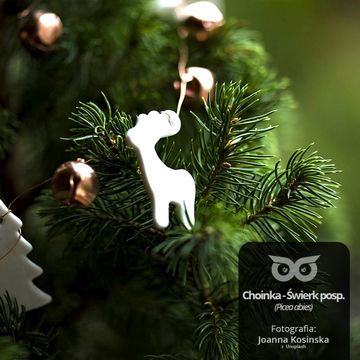 [15] Czy choinki opowiadają historie? audiobook, Daniel Mróz