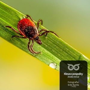 [28] Czy kleszcze naprawdę są takie straszne? [Blizejlasu.pl], Daniel Mróz