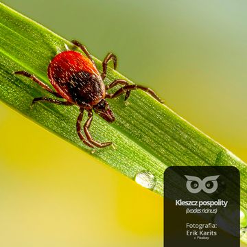 [28] Czy kleszcze naprawdę są takie straszne? [Blizejlasu.pl] audiobook, Daniel Mróz