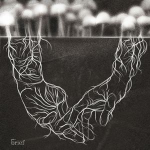 Brief #130 – Neutralne paliwo, detektor kolizji i wildbook, Outride.rs