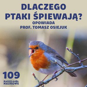 #109 Komunikacja ptaków – groźby, kłamstwa i zaloty w ptasim świecie | prof. Tomasz Osiejuk, Karolina Głowacka