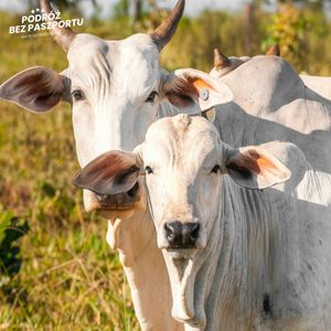 Super krowa w Brazylii za 4 miliony dolarów, Mateusz Grzeszczuk