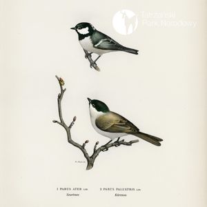 52. Zimowi goście w karmniku, Bartek Solik