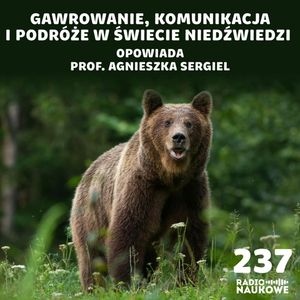 #237 Niedźwiedzie – inteligentni oportuniści, którym należy się respekt | prof. Agnieszka Sergiel, Karolina Głowacka