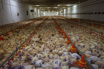 Tady nejde o Albert, ale o to, jak se v Česku chováme ke kuřatům audiobook, Andrea Procházková, Erik Tabery