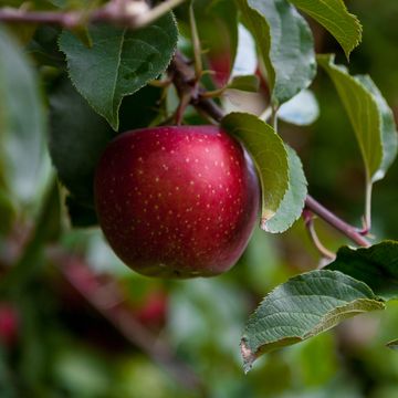 #209 Lockdown Newtona, czyli jak kryzys może (pozytywnie) zmienić bieg historii audiobook, Historia jakiej nie znacie