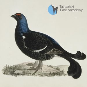 78. Cietrzew - ptak duch, Bartek Solik