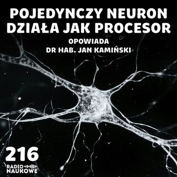 #216 Neurony i pamięć - nowe metody badań weryfikują dawne twierdzenia | dr hab. Jan Kamiński audiobook, Karolina Głowacka