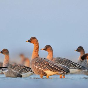 Śrut znowu kruszy skrzydła. Dlaczego strzelacie do ptaków? [BEZBRONNE], OKO.press