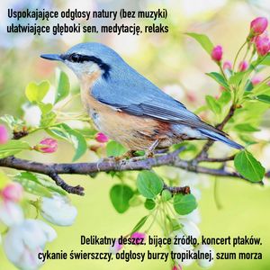 Uspokajające odgłosy natury (bez muzyki) ułatwiające głęboki sen, medytację, relaks, Liliana Lis