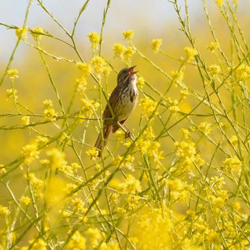 Leśne radio (Adam Zbyrt) audiobook, Kwartalnik Przekrój