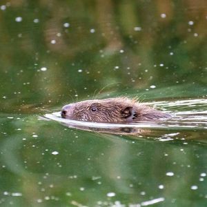 Zabić na zapas. Czy Polska znowu chce wytępić bobry [BEZBRONNE], OKO.press