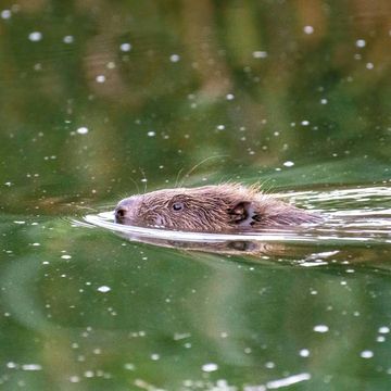 Zabić na zapas. Czy Polska znowu chce wytępić bobry [BEZBRONNE] audiobook, OKO.press