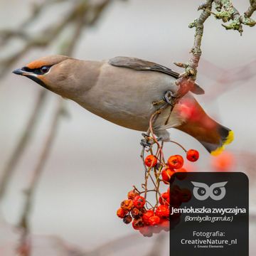 [Q&A 02] Dlaczego ptaki śpiewają zimą? [Blizejlasu.pl] audiobook, Daniel Mróz