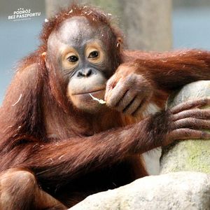 Malezyjska dyplomacja orangutanów | Komentarz w Podróży, Mateusz Grzeszczuk