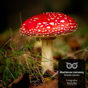 [20] Po co w lesie są grzyby?, Daniel Mróz