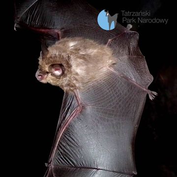 101. Tatry pełne nietoperzy audiobook, Bartek Solik