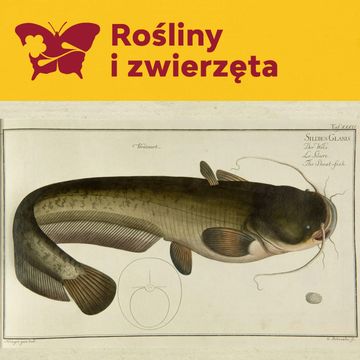 Ekonomiczna historia ryb niemieckich audiobook, Międzynarodowe Centrum Kultury