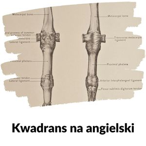 KNA: Lekcja 32 (części ciała), Szymon Marciniak